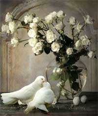 white doves and roses