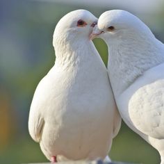 two white doves kissing