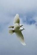 two white doves flying