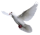 single white bird