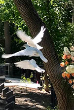 three doves flying