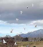 a flock flying